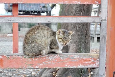 A cat sitting on a wooden fence. Used as our demonstration photo